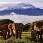 Kenya - Amboseli park2
